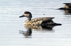 Patagonische Schopfente (5 von 5).jpg